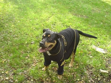 Blanding af racer Santos*R.I.P* - Jeg har lige lånt fars trøje billede 4