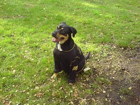 Blanding af racer Santos*R.I.P* - Sidder jeg ikke pænt? billede 5