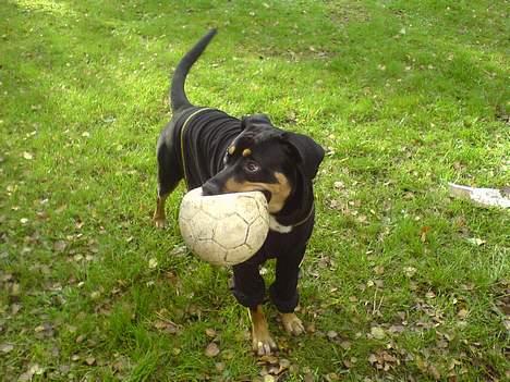 Blanding af racer Santos*R.I.P* - Det er altså min bold billede 6