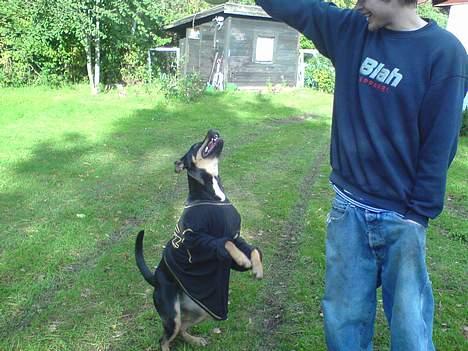 Blanding af racer Santos*R.I.P* billede 7