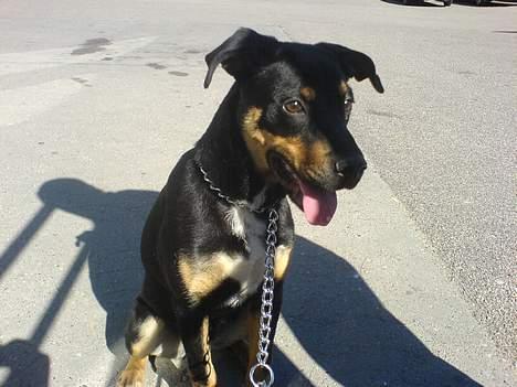 Blanding af racer Santos*R.I.P* billede 8