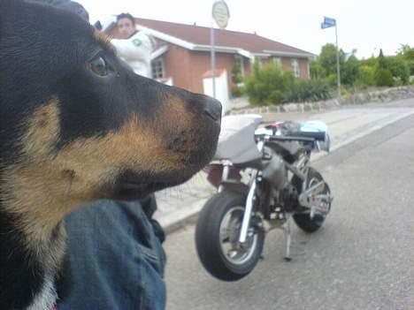 Blanding af racer Santos*R.I.P* - Fars legetøj jeg passer på billede 9