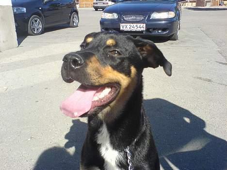 Blanding af racer Santos*R.I.P* billede 10