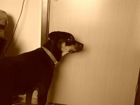 Blanding af racer Santos*R.I.P* - Ej er det mig i spejlet? billede 11