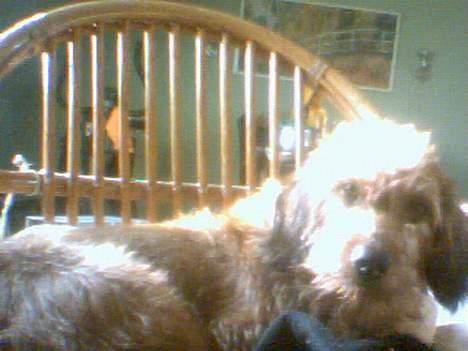 Gravhund Frida - Er jeg ikke bare dejlig? billede 1