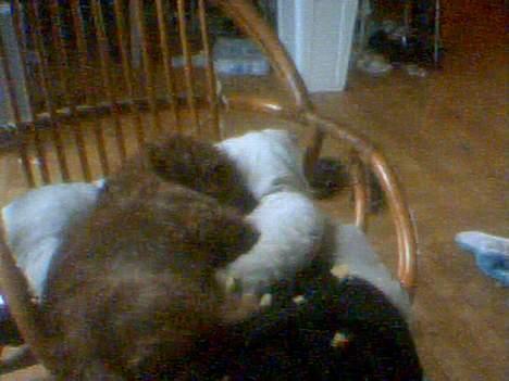 Gravhund Frida - Åh, hvor er jeg bare træt..... billede 3