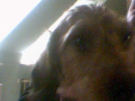 Gravhund Frida - Hvad er det du har der, mor?? billede 5