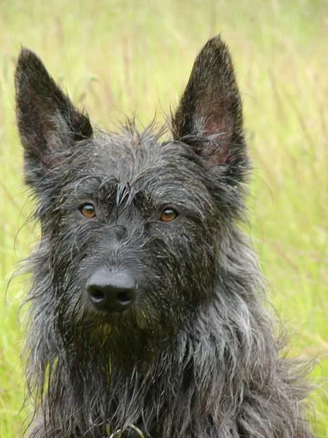 Picard Poupet de la Tour Philipp - Poupet de la Tour Philippe. billede 1