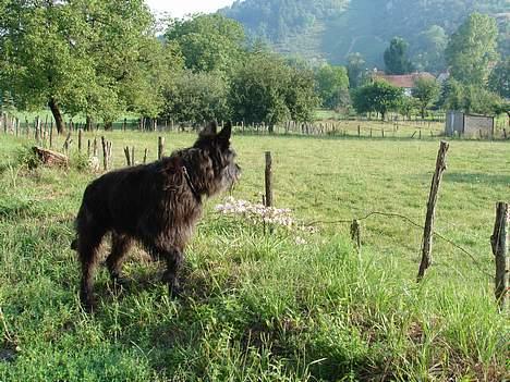 Picard Poupet de la Tour Philipp - Poupet kigger på får i Port Lesney, Frankrig. billede 3