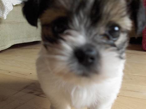 Blanding af racer Betty boop - hov der sidder vist en fluu <3  billede 16