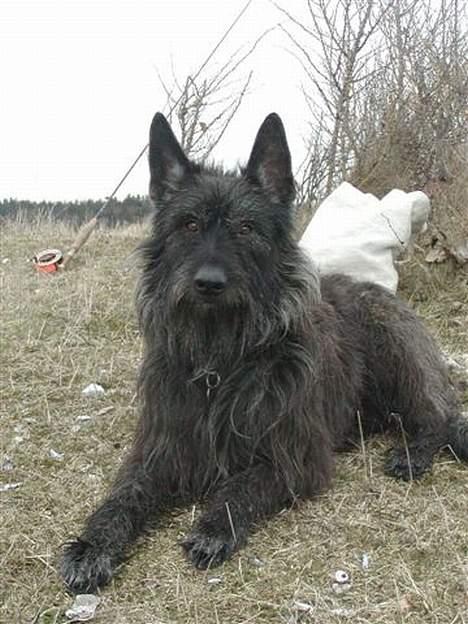 Picard Poupet de la Tour Philipp - Poupet på fisketur ved Langsodde. billede 4
