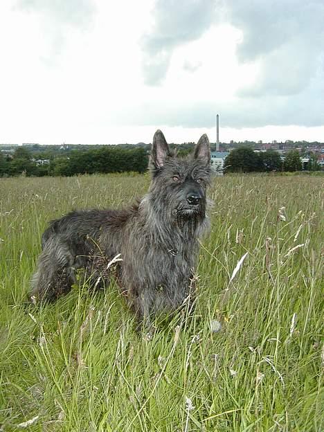Picard Poupet de la Tour Philipp - Poupet skuer ud over det bølgende græs. billede 5