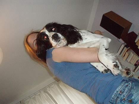 Engelsk springer spaniel Wiking Warrior Freja - Så ser man lige den flyvende hund! ;) billede 3