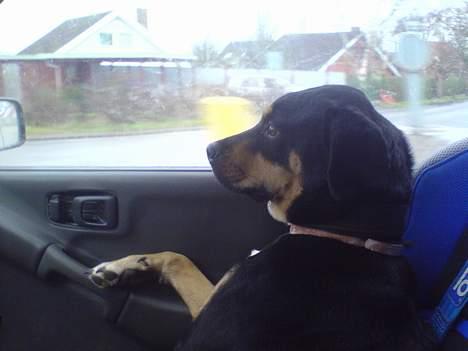 Blanding af racer Santos*R.I.P* - HAr lært af far hvordan man kører bil billede 12