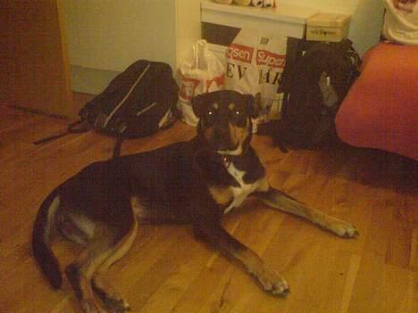 Blanding af racer Santos*R.I.P* billede 13