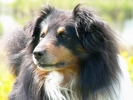 Shetland sheepdog Bjarkarima Urban - Hvor har du lagt pinden. billede 1