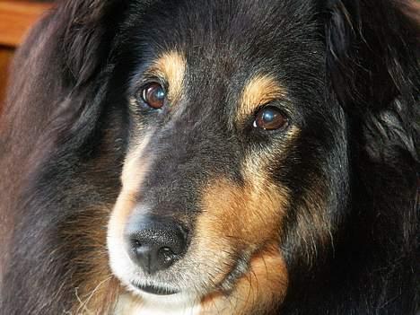 Shetland sheepdog Bjarkarima Urban - Gi´ du ikke en godbid? billede 2