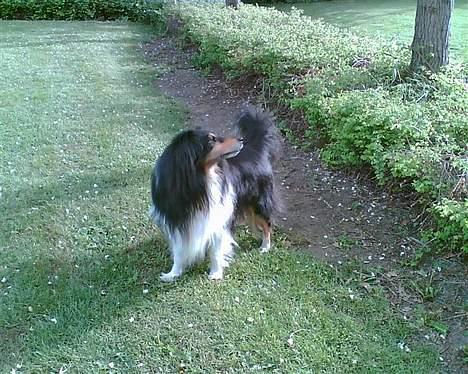 Shetland sheepdog Bjarkarima Urban - Kommer der nogle? En lækker "dame" måske? Man er vel en rigtig HANhund billede 3