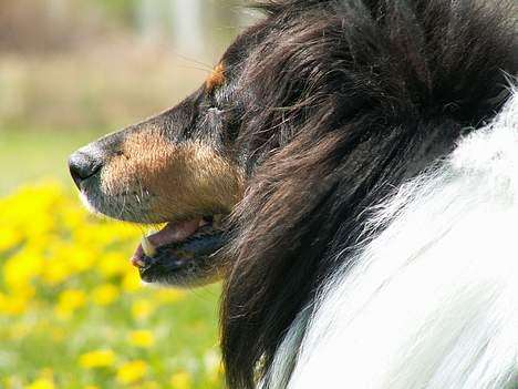 Shetland sheepdog Bjarkarima Urban - Sommer på marken. billede 4