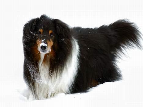 Shetland sheepdog Bjarkarima Urban - Jeg elsker at finde godbidder i den høje sne. billede 5