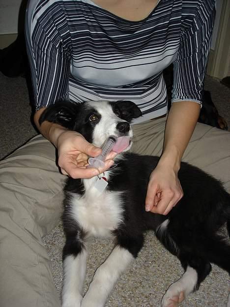 Border collie Bailey RIP - skulle ha vand af sprøjte da jeg ikke fik væske nok billede 9