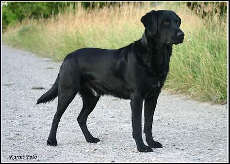 Blanding af racer Balder Himmelhund billede 9