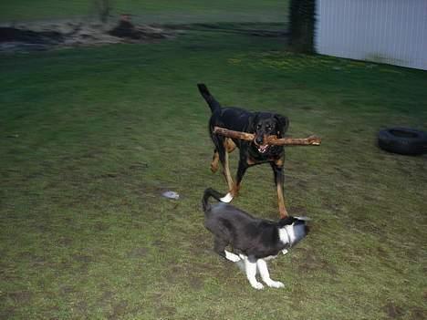 Rottweiler Ascha RIP billede 18