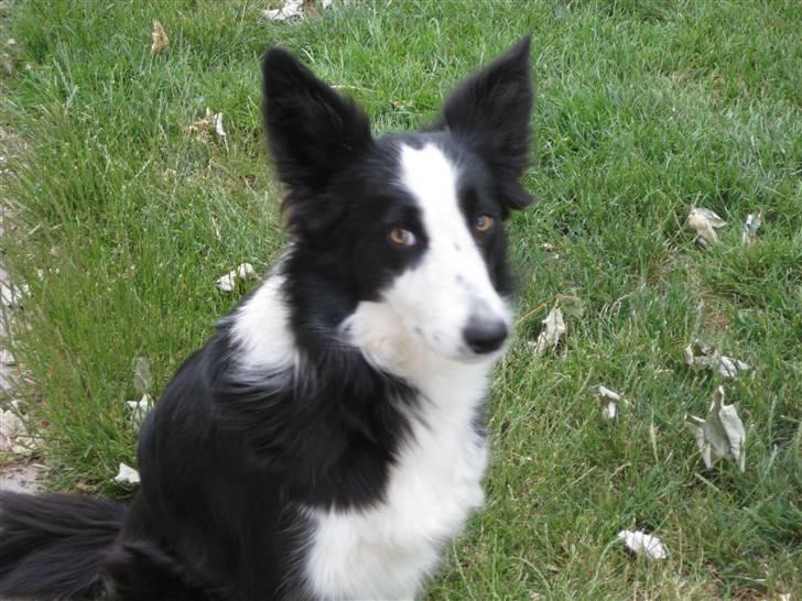 Border collie Bailey RIP billede 11