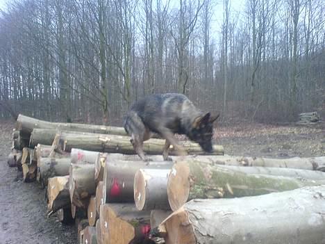 Schæferhund Viki (Bayogi Vefa) - uha! er det ikke farligt? billede 19