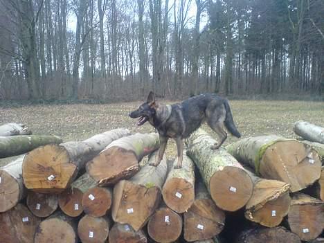 Schæferhund Viki (Bayogi Vefa) - nej se det er da ikke så slemt... billede 20