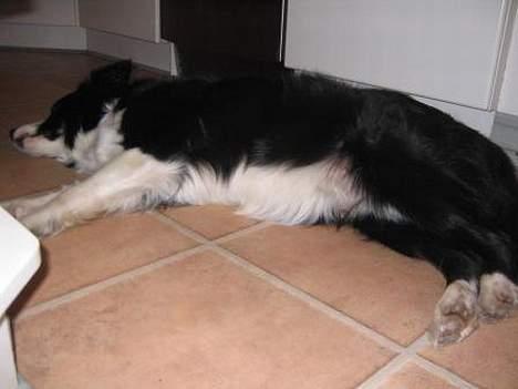 Border collie Pei Pei - Pei Pei´s tykke mave 2. marts 07 billede 14