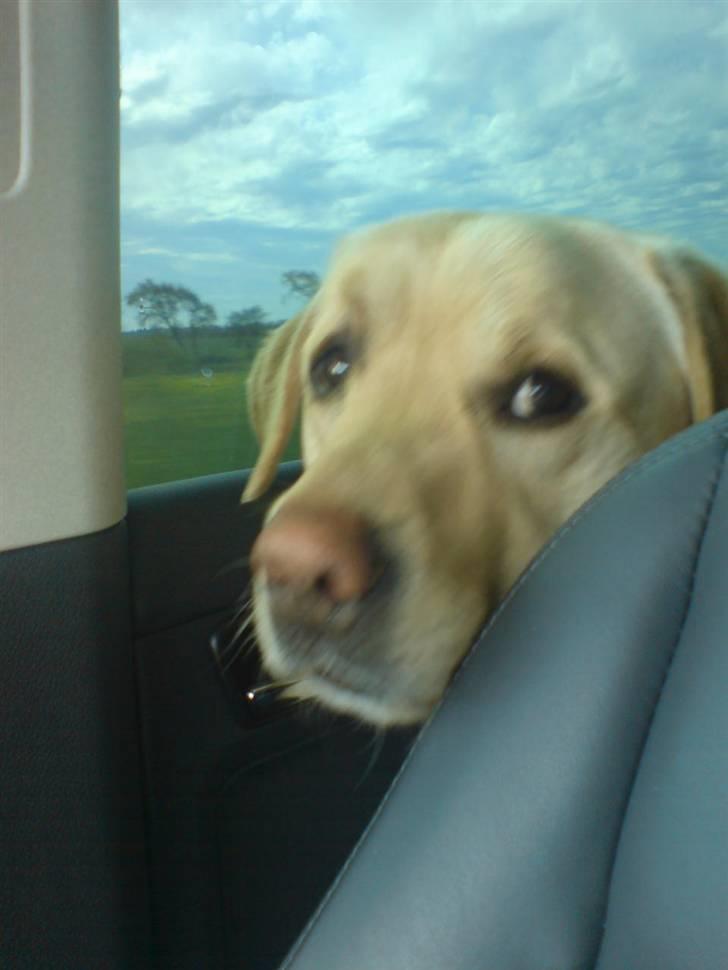 Labrador retriever Zack billede 15