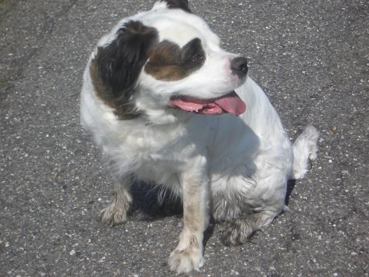 Blanding af racer Asja, R. I. P - Pokkers til fasan......... Billig triks flyve hen over en grøft............Sorte poter , bare ikke mor opdager det..... billede 16