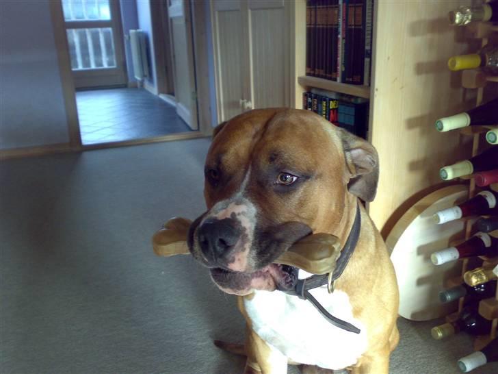 Amerikansk staffordshire terrier Arex - lige fået et kødben så stolt ;) billede 19