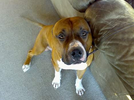 Amerikansk staffordshire terrier Arex billede 20