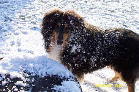 Collie langhåret Rambo billede 12