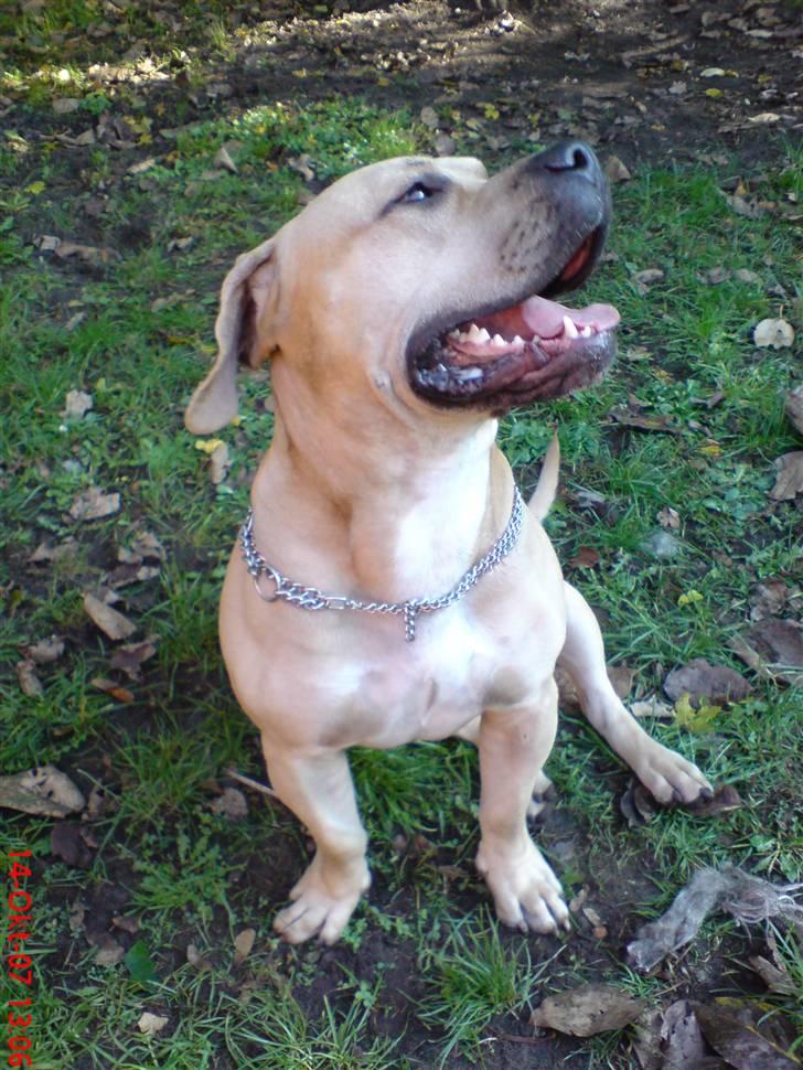 Blanding af racer Cani R.I.P - Er jeg ikk dejlig billede 1