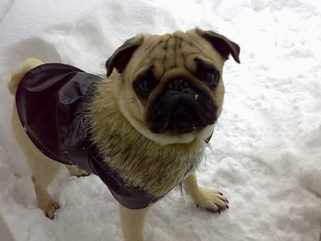 Mops Elton John - Elton i sneen. Han elskede det billede 1