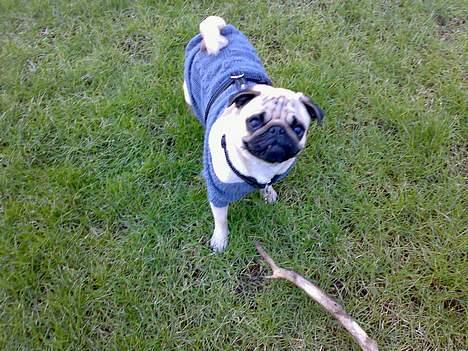 Mops Elton John - kaster du så den pind eller hvad? billede 2