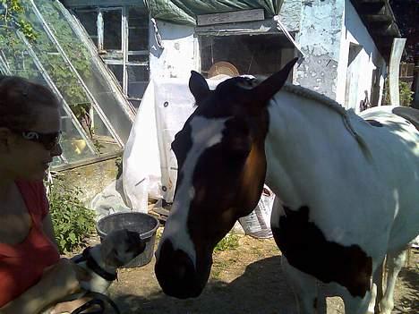 Mops Elton John - jubii, en legekammerat billede 3