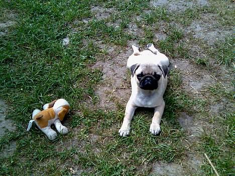 Mops Elton John - jeps, strækøvelser kan være meget afstressende billede 4