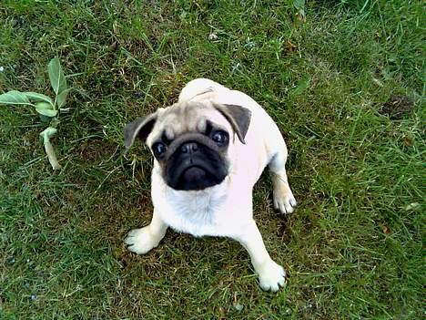 Mops Elton John - er jeg lige nuttet eller hvad? billede 5