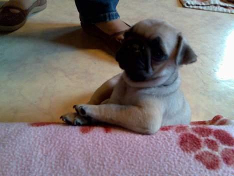 Mops Elton John - 7 uger gammel, og allerede trucker arm:-) billede 6