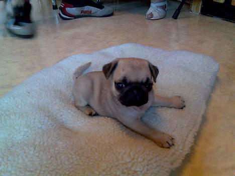 Mops Elton John - 6 uger gammel, og nuttet for alle pengene billede 7