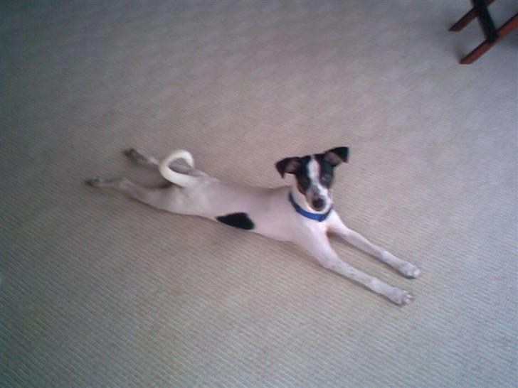 Blanding af racer Spottie <3 *R.I.P*  - skøre spottie! billede 2