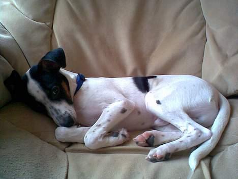 Blanding af racer Spottie <3 *R.I.P*  - Spottie som godt ved den ikke må ligge i stoleb ;) billede 3