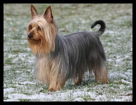 Australian silky terrier Shiela - En tur i skoven billede 1