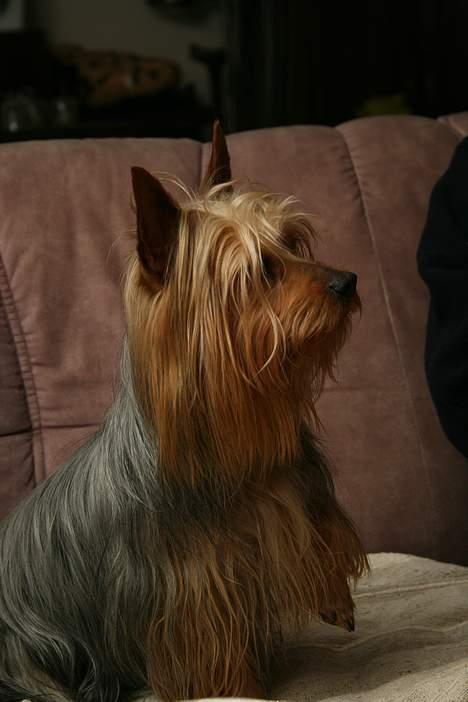Australian silky terrier Shiela - Her er jeg meget obs på et ell. andet billede 2