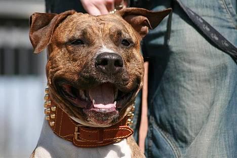 Amerikansk staffordshire terrier Tyta R.I.P  - Billede fra Tranbjerg Træf D. 14.04.07 billede 1