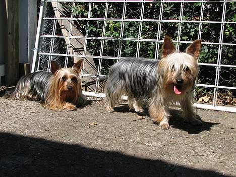 Australian silky terrier Shiela - Pyhh hvor er det varmt, her sammen med min halvsøster  billede 3